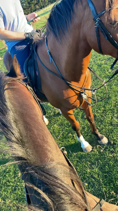 Evening Ride photo 1